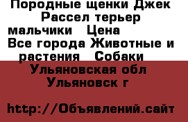 Породные щенки Джек Рассел терьер-мальчики › Цена ­ 40 000 - Все города Животные и растения » Собаки   . Ульяновская обл.,Ульяновск г.